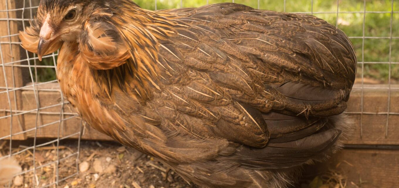 How to Build an Enclosed Chicken Run and Coop – Mother Earth News - Vimarsana News